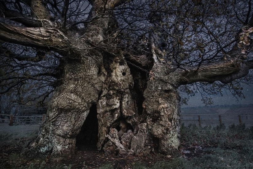 "Diamond nights" by Beth Moon – the oldest trees of the Earth against the background of stars