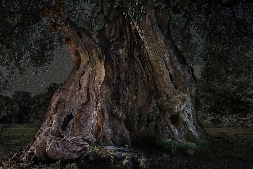 "Diamond nights" by Beth Moon – the oldest trees of the Earth against the background of stars