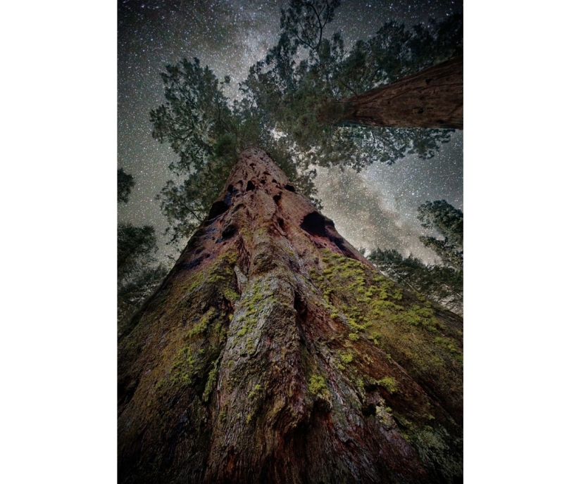 "Diamond nights" by Beth Moon – the oldest trees of the Earth against the background of stars