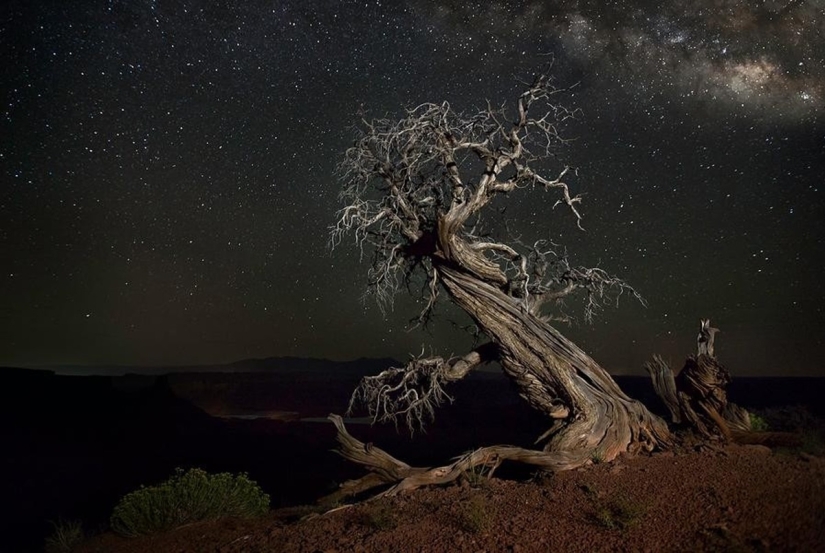 "Diamond nights" by Beth Moon – the oldest trees of the Earth against the background of stars