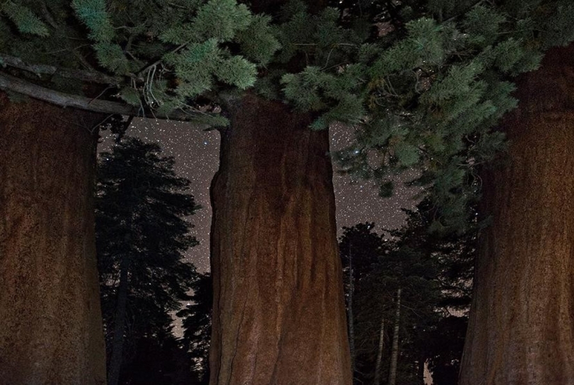 "Diamond nights" by Beth Moon – the oldest trees of the Earth against the background of stars