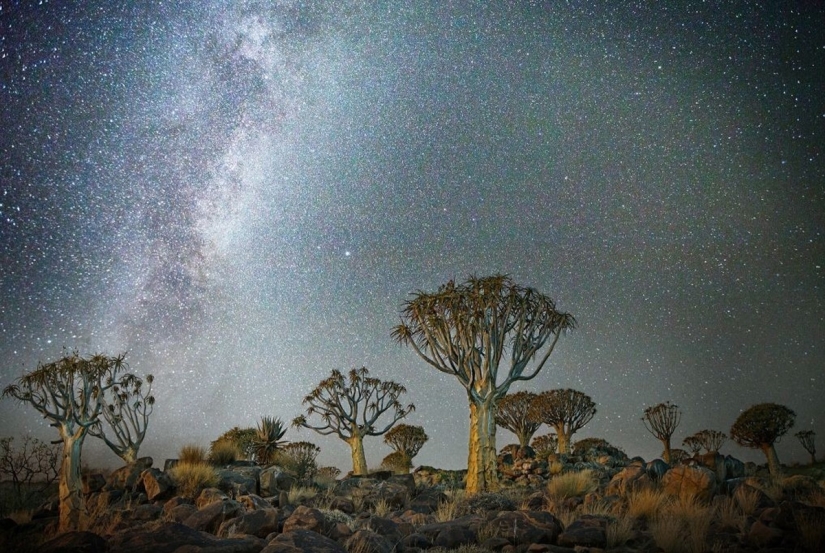 "Diamond nights" by Beth Moon – the oldest trees of the Earth against the background of stars