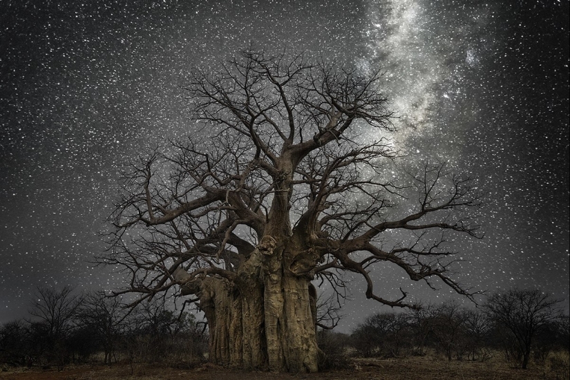 "Diamond nights" by Beth Moon – the oldest trees of the Earth against the background of stars