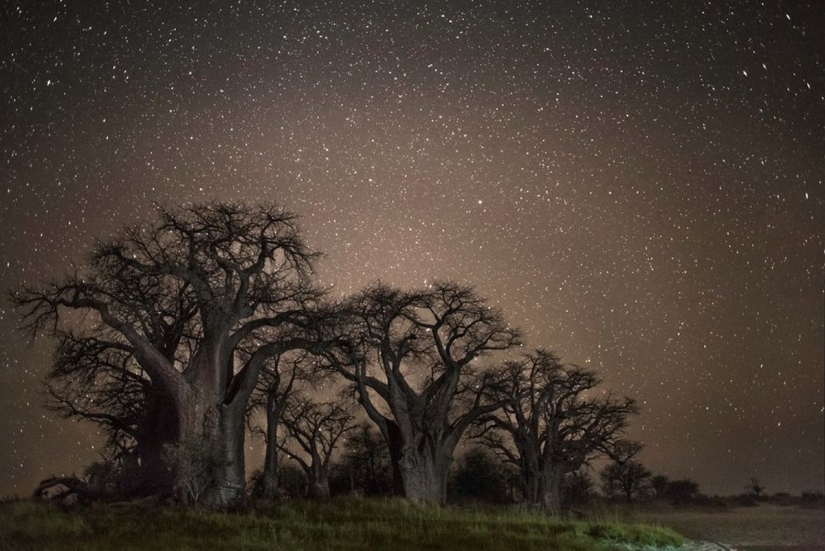 "Diamond nights" by Beth Moon – the oldest trees of the Earth against the background of stars