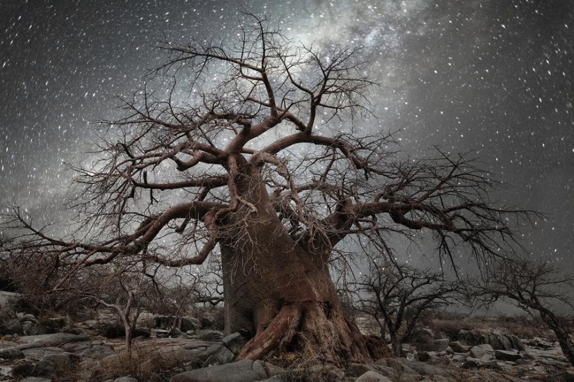 "Diamond Nights" by photographer Beth Moon - old trees under the starry sky