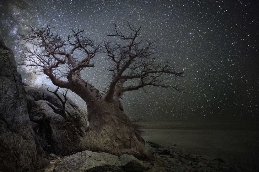 "Diamond Nights" by photographer Beth Moon - old trees under the starry sky