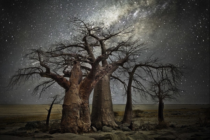 "Diamond Nights" by photographer Beth Moon - old trees under the starry sky