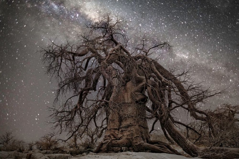 "Diamond Nights" by photographer Beth Moon - old trees under the starry sky