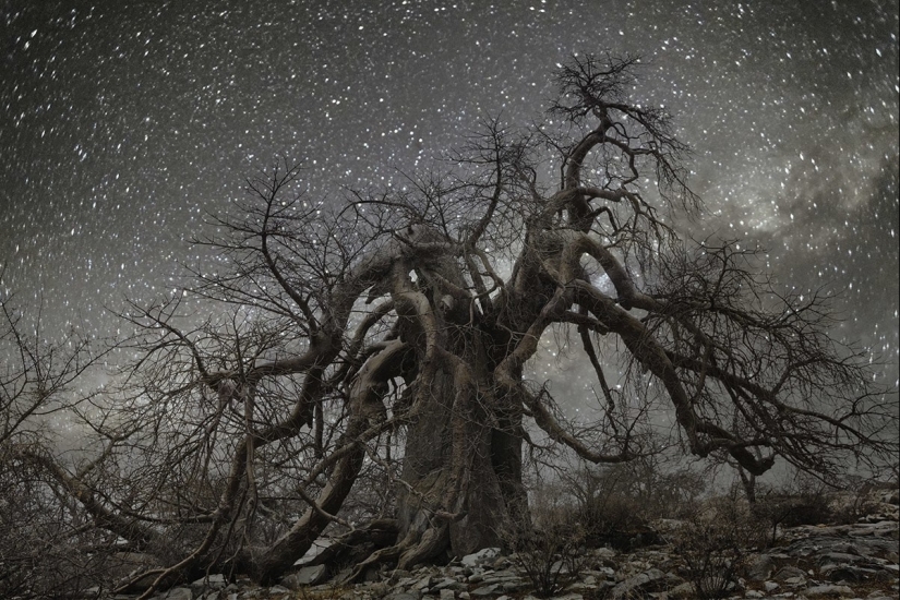 "Diamond Nights" by photographer Beth Moon - old trees under the starry sky