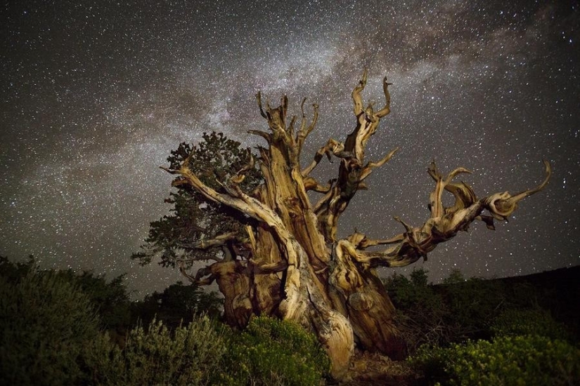 "Diamond Nights" by photographer Beth Moon - old trees under the starry sky