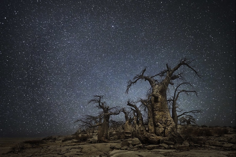 "Diamond Nights" by photographer Beth Moon - old trees under the starry sky