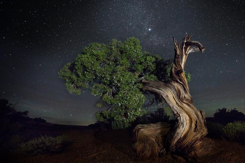 "Diamond Nights" by photographer Beth Moon - old trees under the starry sky