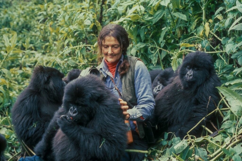 Dian Fossey - the life and death of the brave &quot;Queen of the Monkeys&quot;