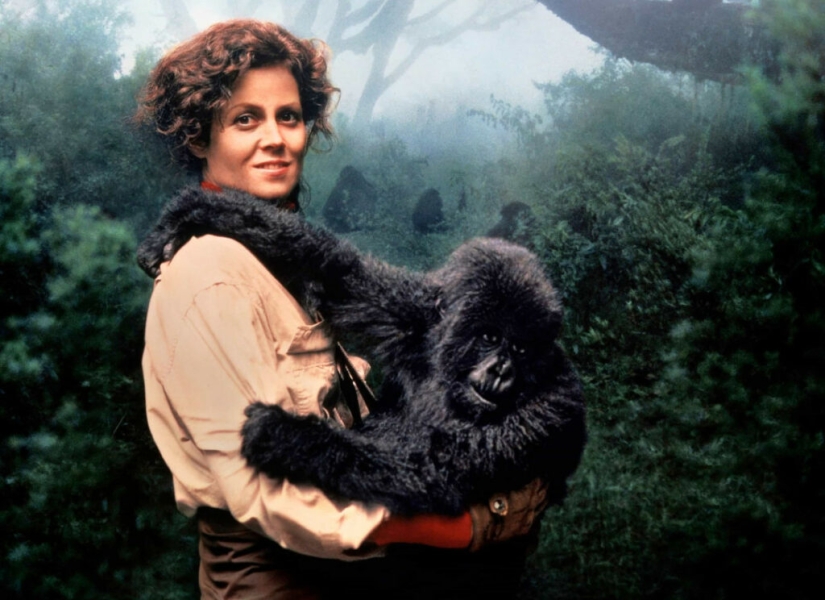 Dian Fossey - the life and death of the brave &quot;Queen of the Monkeys&quot;