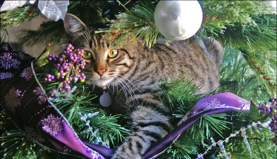 Did you put up a Christmas tree for the cat?