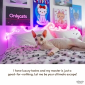 Divertida serie de gatos de Princess_Prompt que revela lo que hacen nuestros amigos peludos cuando nadie los mira