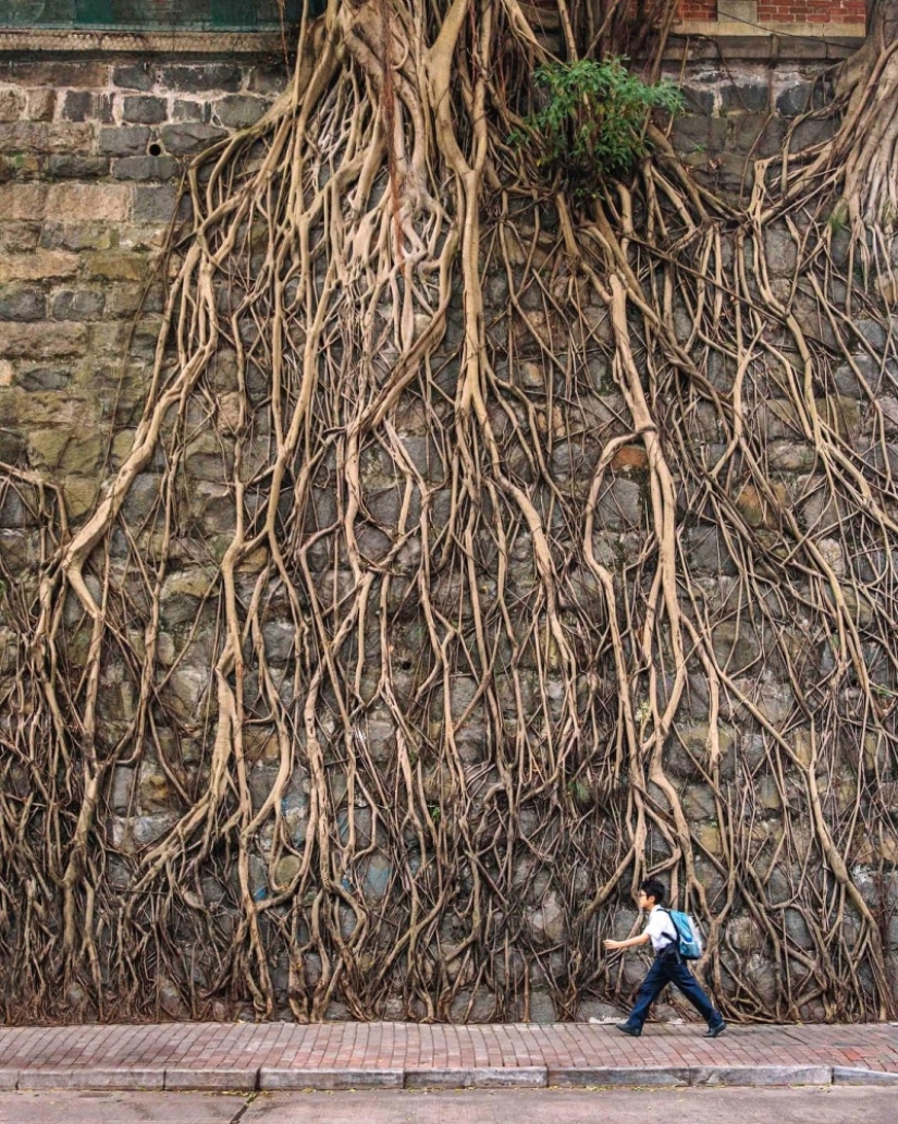 Dizzying Hong Kong in Victor Cheng's photographs