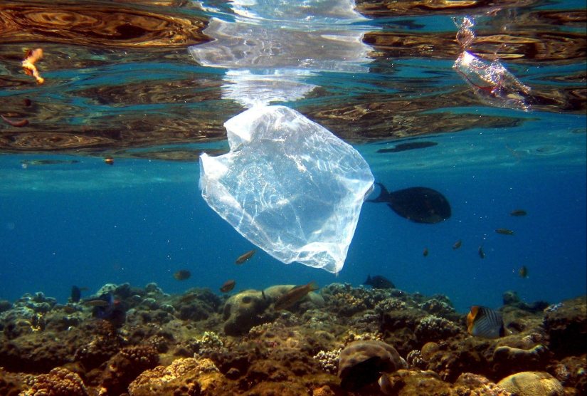 Do you like seafood? Then you regularly eat plastic