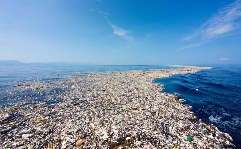 Do you like seafood? Then you regularly eat plastic