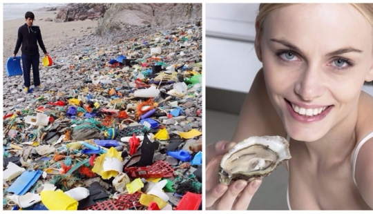 Do you like seafood? Then you regularly eat plastic