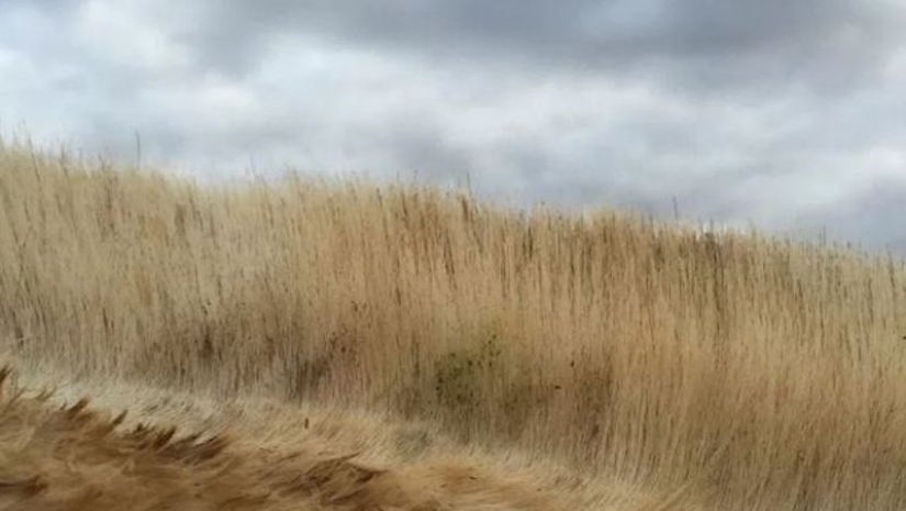 Do you see the horse? And there it is: an American photographer takes pictures of horses so that no one sees them