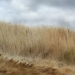 Do you see the horse? And there it is: an American photographer takes pictures of horses so that no one sees them