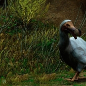 Dodo de bec: 10 especies animales extintas que pronto serán revividas