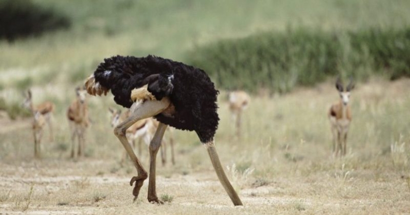 Does an ostrich hide its head in the sand? The story of an ancient delusion