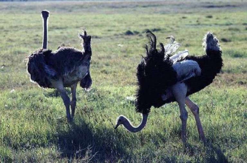 Does an ostrich hide its head in the sand? The story of an ancient delusion