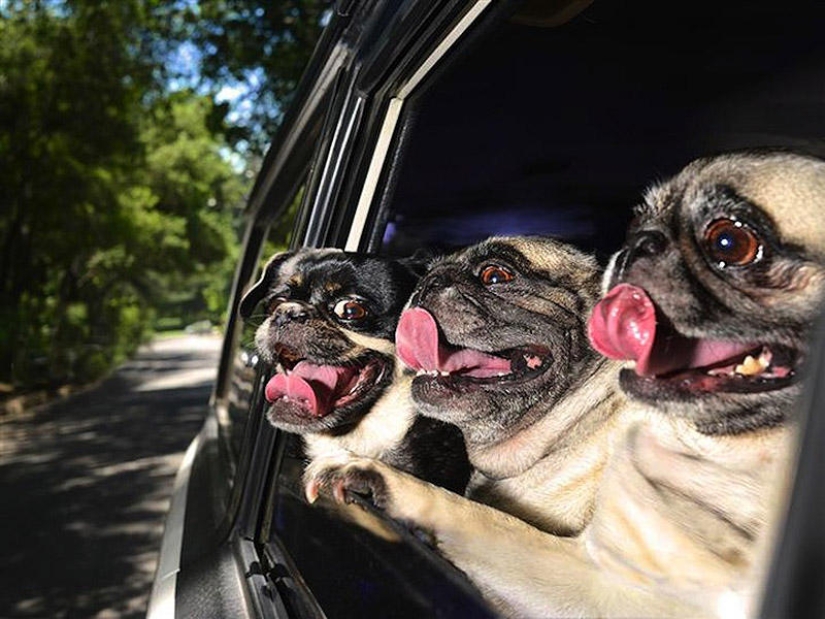 Dogs in cars