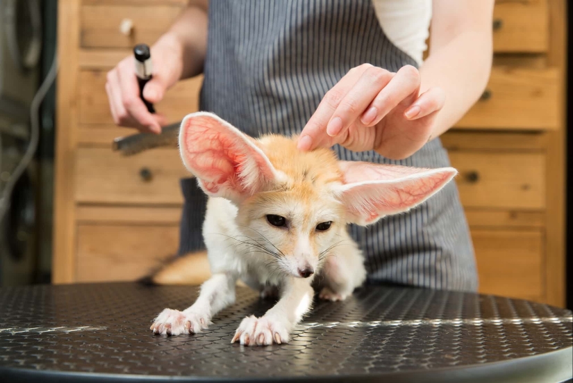 Donkey, gopher, spider: Chinese and their exotic pets