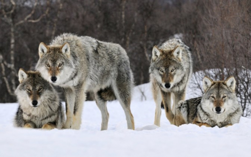Dos años en la manada de lobos: cómo sobrevivió un científico georgiano entre animales salvajes