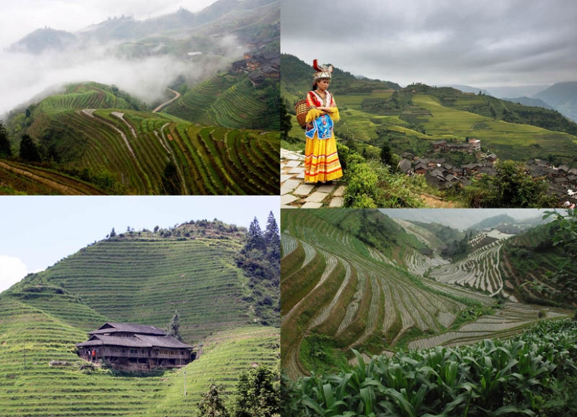 Dragon Ridge Rice Terraces»