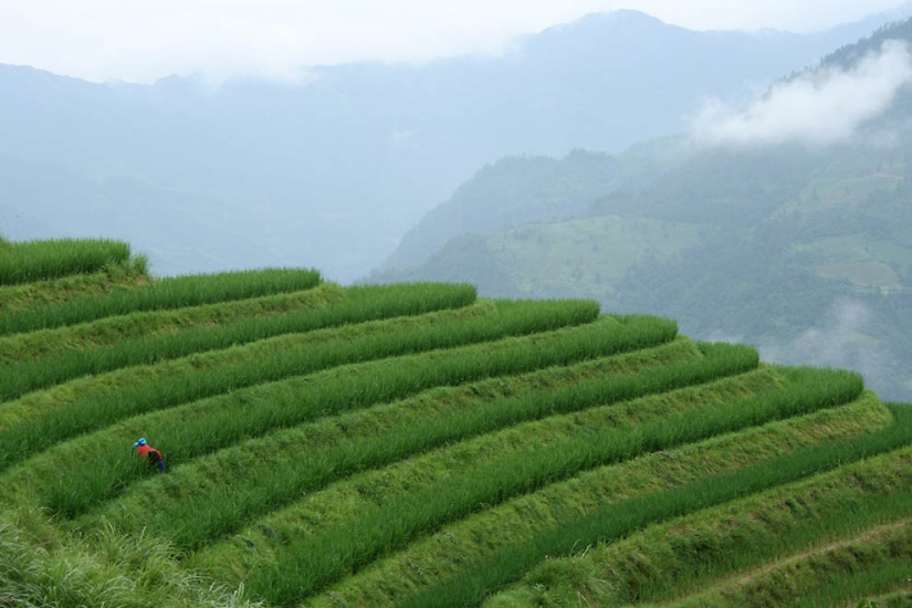 Dragon Ridge Rice Terraces»