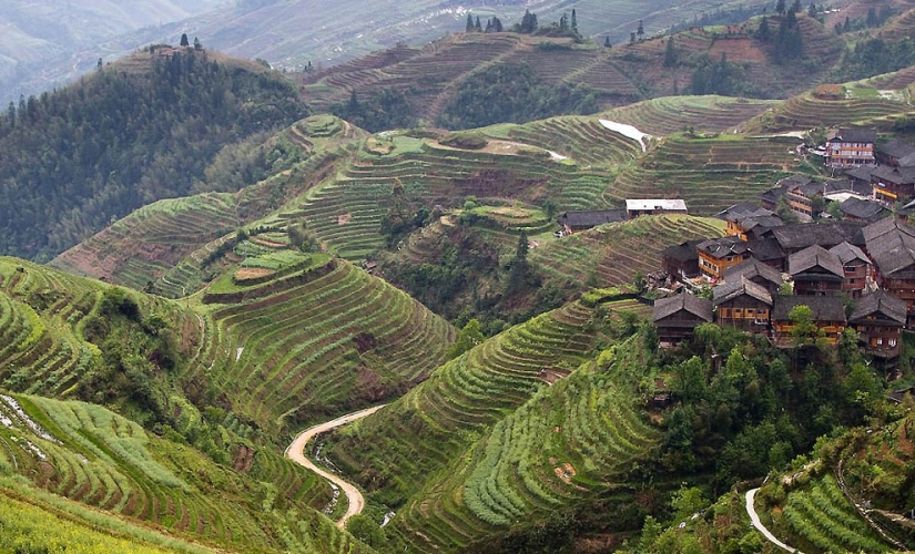 Dragon Ridge Rice Terraces»