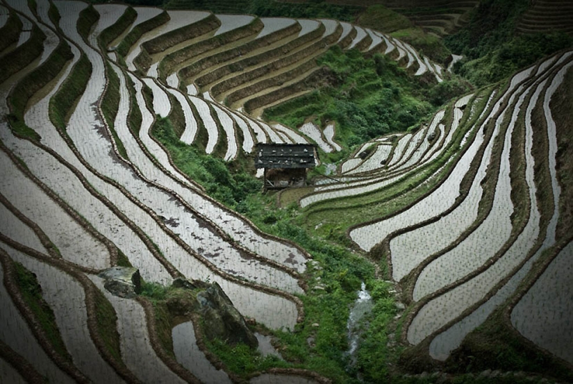 Dragon Ridge Rice Terraces»