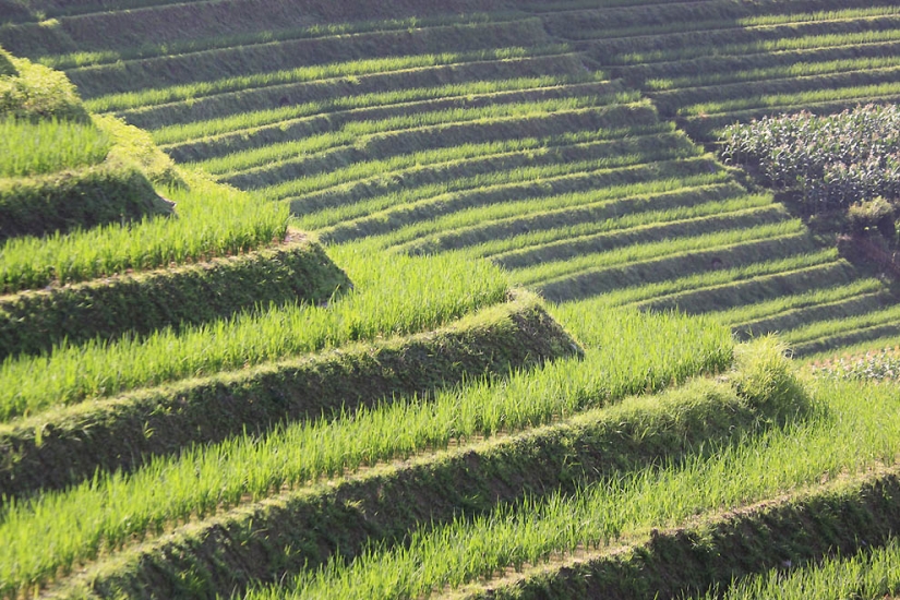 Dragon Ridge Rice Terraces»