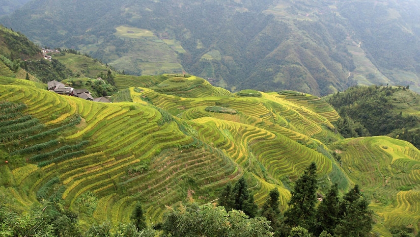 Dragon Ridge Rice Terraces»