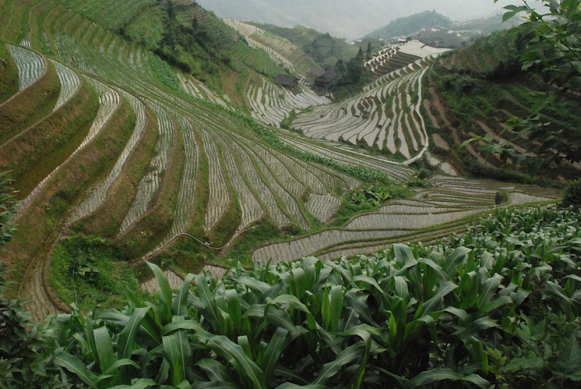 Dragon Ridge Rice Terraces»