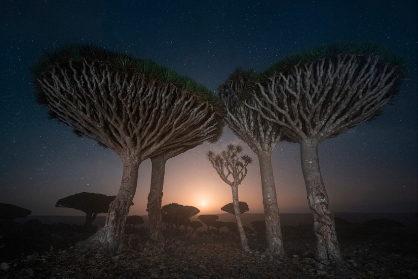 Dragon trees on Socotra in the lens of photographer Daniil Korzhonov