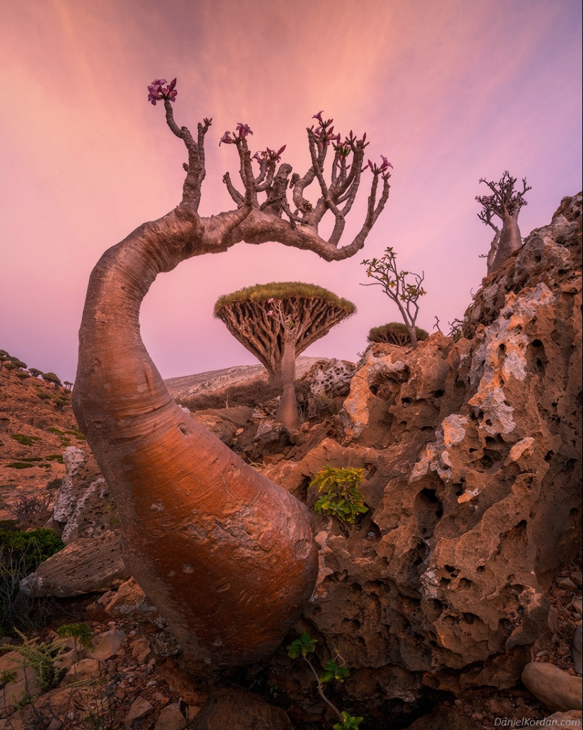 Dragon trees on Socotra in the lens of photographer Daniil Korzhonov