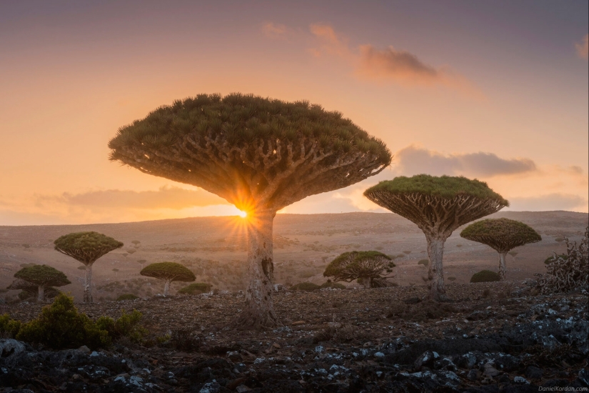 Dragon trees on Socotra in the lens of photographer Daniil Korzhonov