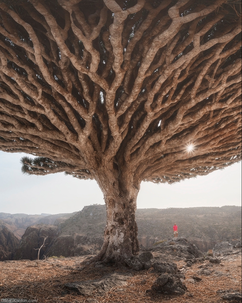 Dragon trees on Socotra in the lens of photographer Daniil Korzhonov