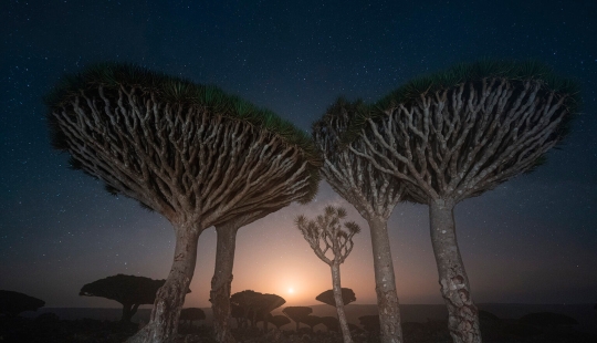 Dragon trees on Socotra in the lens of photographer Daniil Korzhonov