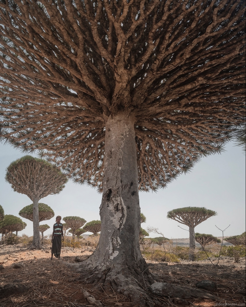 Dragon trees on Socotra in the lens of photographer Daniil Korzhonov