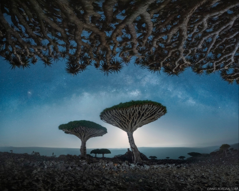 Dragon trees on Socotra in the lens of photographer Daniil Korzhonov