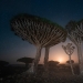 Dragon trees on Socotra in the lens of photographer Daniil Korzhonov