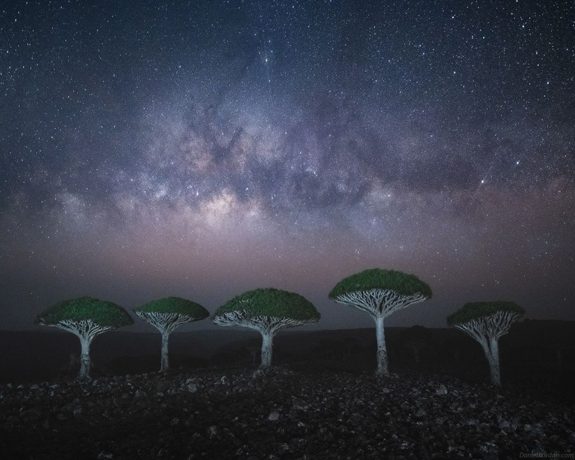 Dragon trees on Socotra in the lens of photographer Daniil Korzhonov