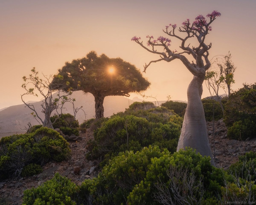 Dragon trees on Socotra in the lens of photographer Daniil Korzhonov