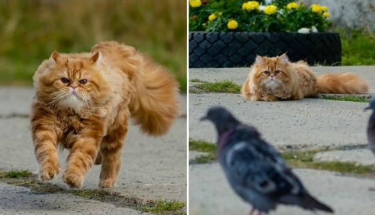 Dramatic story of cat whiskers, which could not